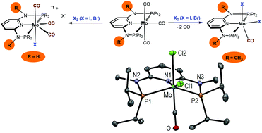 Graphical abstract: Synthesis and reactivity of coordinatively unsaturated halocarbonyl molybdenum PNP pincer complexes