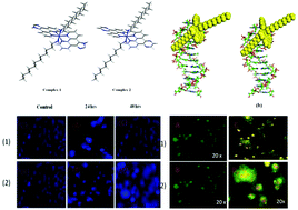 Graphical abstract: Influence of self-assembly on intercalative DNA binding interaction of double-chain surfactant Co(iii) complexes containing imidazo[4,5-f][1,10]phenanthroline and dipyrido[3,2-d:2′-3′-f]quinoxaline ligands: experimental and theoretical study