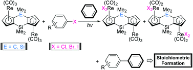 Graphical abstract: Synthesis and structures of doubly-bridged dicyclopentadienyl dinuclear rhenium complexes, and their photochemical reactions with aromatic halides in benzene