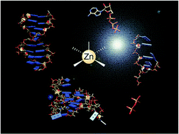 Graphical abstract: Zinc complexes as fluorescent chemosensors for nucleic acids: new perspectives for a “boring” element