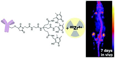 Graphical abstract: Tripodal tris(hydroxypyridinone) ligands for immunoconjugate PET imaging with 89Zr4+: comparison with desferrioxamine-B
