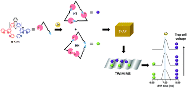 Graphical abstract: Self-assembly of triangular metallomacrocycles using unsymmetrical bisterpyridine ligands: isomer differentiation via TWIM mass spectrometry