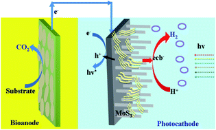 Graphical abstract: A bio-photoelectrochemical cell with a MoS3-modified silicon nanowire photocathode for hydrogen and electricity production