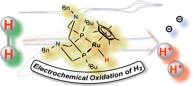 Graphical abstract: Electrochemical oxidation of H2 catalyzed by ruthenium hydride complexes bearing P2N2 ligands with pendant amines as proton relays