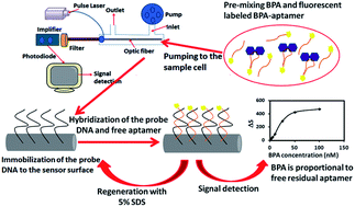 Graphical abstract: A portable optic fiber aptasensor for sensitive, specific and rapid detection of bisphenol-A in water samples