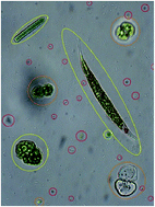 Graphical abstract: Water monitoring: automated and real time identification and classification of algae using digital microscopy
