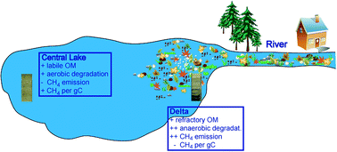 Graphical abstract: Mineralization pathways of organic matter deposited in a river–lake transition of the Rhone River Delta, Lake Geneva
