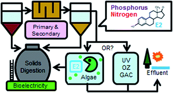 Graphical abstract: Assessing the energy and environmental performance of algae-mediated tertiary treatment of estrogenic compounds