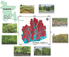 Graphical abstract: Changes in mangrove species assemblages and future prediction of the Bangladesh Sundarbans using Markov chain model and cellular automata