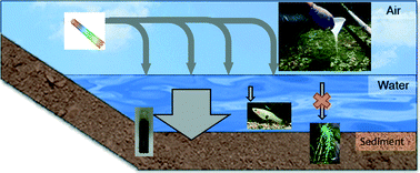 Graphical abstract: Fate of single walled carbon nanotubes in wetland ecosystems