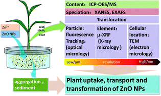 Graphical abstract: Accumulation, speciation and uptake pathway of ZnO nanoparticles in maize