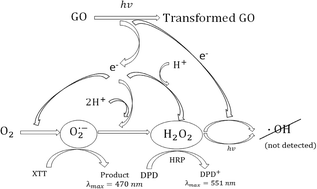 Graphical abstract: Environmental photochemistry of single layered graphene oxide in water