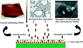 Graphical abstract: Reduction of microbial contamination from drinking water using an iron oxide nanoparticle-impregnated ultrafiltration mixed matrix membrane: preparation, characterization and antimicrobial properties