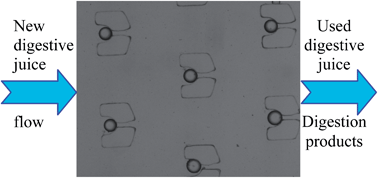 Graphical abstract: A microfluidic device to study the digestion of trapped lipid droplets
