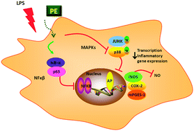 Graphical abstract: Extra virgin olive oil polyphenolic extracts downregulate inflammatory responses in LPS-activated murine peritoneal macrophages suppressing NFκB and MAPK signalling pathways