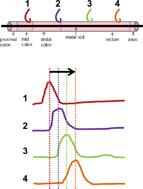 Graphical abstract: An in vitro rat model of colonic motility to determine the effect of β-casomorphin-5 on propagating contractions