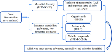 Graphical abstract: Microbial diversity and flavor formation in onion fermentation