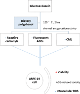 Graphical abstract: Treatment of proteins with dietary polyphenols lowers the formation of AGEs and AGE-induced toxicity