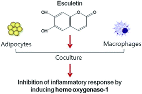 Graphical abstract: Esculetin inhibits the inflammatory response by inducing heme oxygenase-1 in cocultured macrophages and adipocytes