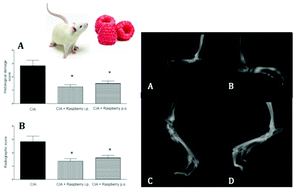 Graphical abstract: Chemical characterization of a red raspberry fruit extract and evaluation of its pharmacological effects in experimental models of acute inflammation and collagen-induced arthritis