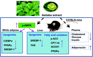 Graphical abstract: Ashitaba (Angelica keiskei) extract prevents adiposity in high-fat diet-fed C57BL/6 mice