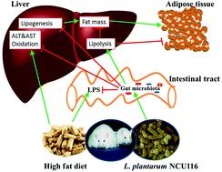 Graphical abstract: Lactobacillus plantarum NCU116 improves liver function, oxidative stress and lipid metabolism in rats with high fat diet induced non-alcoholic fatty liver disease