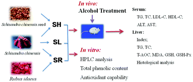 Graphical abstract: Hepatoprotective effect of Schisandra chinensis (Turcz.) Baill. lignans and its formula with Rubus idaeus on chronic alcohol-induced liver injury in mice