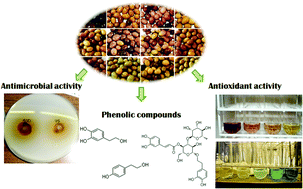 Graphical abstract: Bioactivity and phenolic composition from natural fermented table olives
