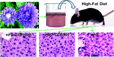Graphical abstract: Effects of Callistephus chinensis flower polyphones on improving metabolic disorders in high-fat diet-induced mice
