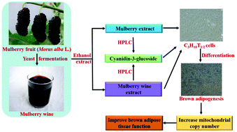 Graphical abstract: Mulberry and mulberry wine extract increase the number of mitochondria during brown adipogenesis