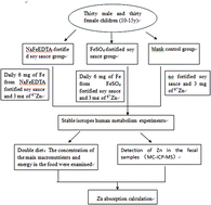 Graphical abstract: Effect of NaFeEDTA-fortified soy sauce on zinc absorption in children