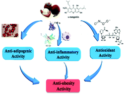 Graphical abstract: New insights into the anti-obesity activity of xanthones from Garcinia mangostana