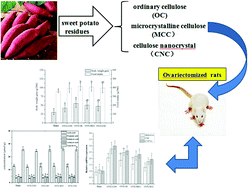 Graphical abstract: Effect of the particle size of cellulose from sweet potato residues on lipid metabolism and cecal conditions in ovariectomized rats