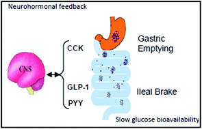 Graphical abstract: Gut feedback mechanisms and food intake: a physiological approach to slow carbohydrate bioavailability