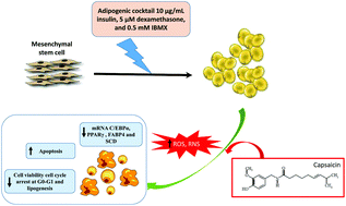 Graphical abstract: Capsaicin inhibits the adipogenic differentiation of bone marrow mesenchymal stem cells by regulating cell proliferation, apoptosis, oxidative and nitrosative stress
