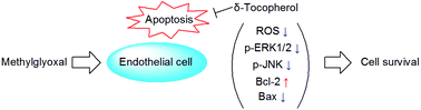 Graphical abstract: δ-Tocopherol prevents methylglyoxal-induced apoptosis by reducing ROS generation and inhibiting apoptotic signaling cascades in human umbilical vein endothelial cells