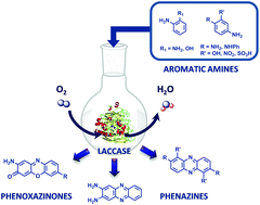 Graphical abstract: Towards the rational biosynthesis of substituted phenazines and phenoxazinones by laccases