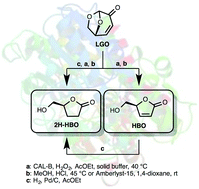 Graphical abstract: Chemo-enzymatic synthesis of key intermediates (S)-γ-hydroxymethyl-α,β-butenolide and (S)-γ-hydroxymethyl-γ-butyrolactone via lipase-mediated Baeyer–Villiger oxidation of levoglucosenone
