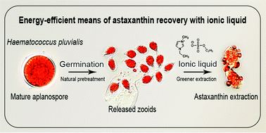 Graphical abstract: Breaking dormancy: an energy-efficient means of recovering astaxanthin from microalgae