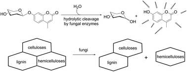 Graphical abstract: Using fluorogenic probes for the investigation of selective biomass degradation by fungi