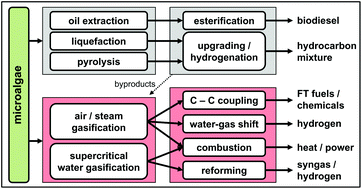 Graphical abstract: Simulation and life cycle assessment of algae gasification process in dual fluidized bed gasifiers