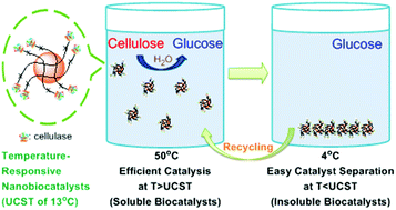 Graphical abstract: Temperature-responsive nanobiocatalysts with an upper critical solution temperature for high performance biotransformation and easy catalyst recycling: efficient hydrolysis of cellulose to glucose