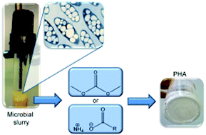Graphical abstract: Dimethyl carbonate and switchable anionic surfactants: two effective tools for the extraction of polyhydroxyalkanoates from microbial biomass