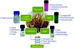 Graphical abstract: Biorefining of marine macroalgal biomass for production of biofuel and commodity chemicals