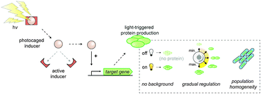 Graphical abstract: Light-responsive control of bacterial gene expression: precise triggering of the lac promoter activity using photocaged IPTG
