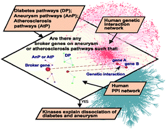 Graphical abstract: Network wiring of pleiotropic kinases yields insight into protective role of diabetes on aneurysm