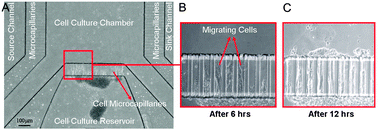 Graphical abstract: Directional migration and differentiation of neural stem cells within three-dimensional microenvironments