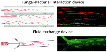 Graphical abstract: Probing bacterial–fungal interactions at the single cell level
