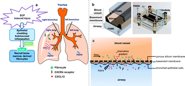 Graphical abstract: A biologically inspired lung-on-a-chip device for the study of protein-induced lung inflammation