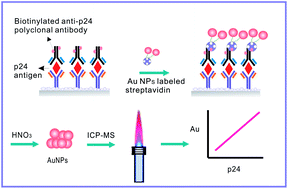Graphical abstract: Detection of HIV-1 p24 antigen using streptavidin–biotin and gold nanoparticles based immunoassay by inductively coupled plasma mass spectrometry